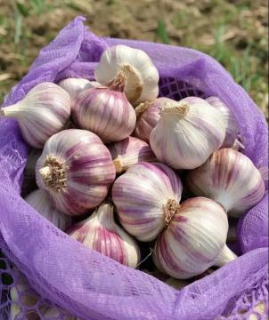 Uniform Size Graded Purple Skinned Garlic