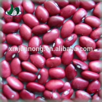 Supply healthy canned red kidney beans import