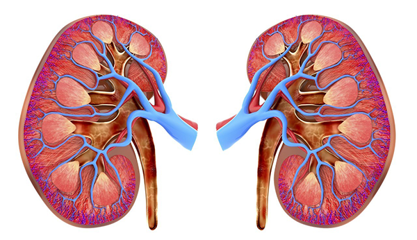 kidney kidney