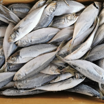 Chinese Frozen Fish Yellowtail Horse Mackerel