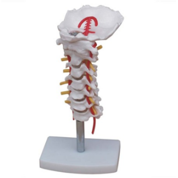 Columna cervical con arteria carótida y modelo nervioso