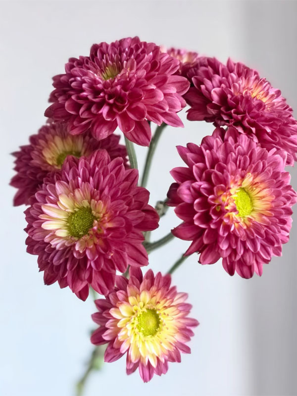 Red Dante Chrysanthemum5