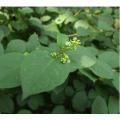 초본 추출물 POLYGONUM CUSPIDATUM 페레 스 베라 트롤 PE&gt; 50 %