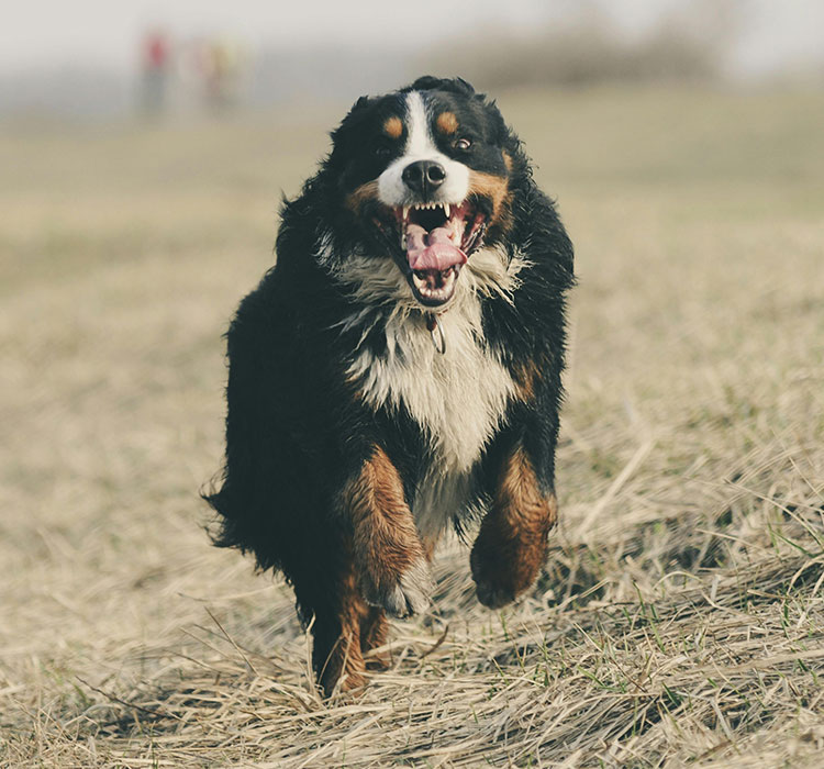 Dog Rubber Toy Development: A Journey Through Time