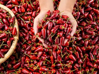 Authentic spicy flavor Dried chili-Bullet chili pepper