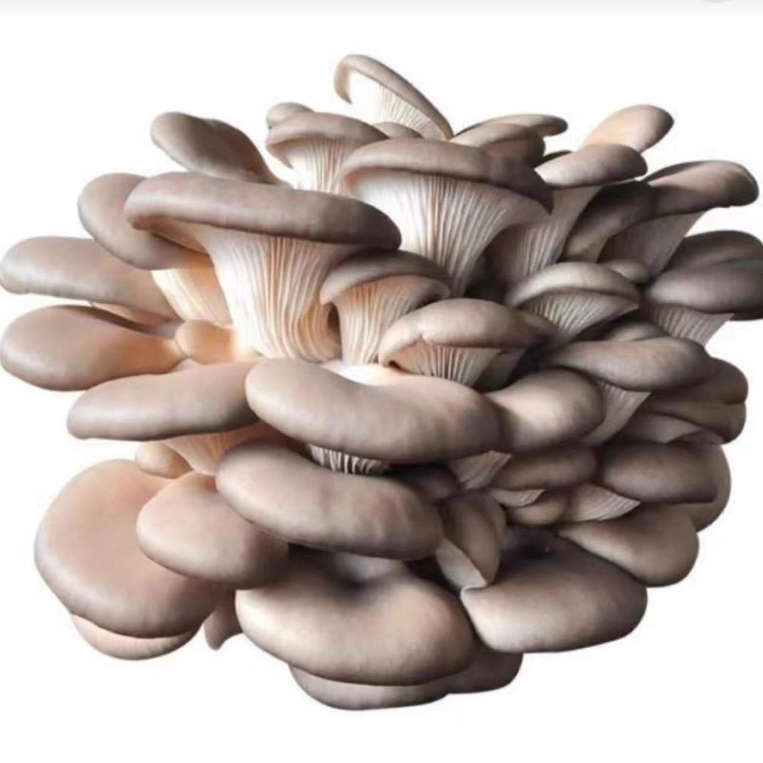 Abbraccia la delicatezza di Enoki Premium Mushroom Spawn