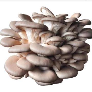 Abbraccia la delicatezza di Enoki Premium Mushroom Spawn