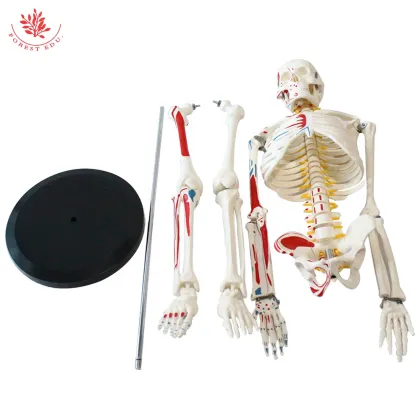 Human Skeleton Model with Muscles - FRT009, 85cm, Labeled Origins and Insertions