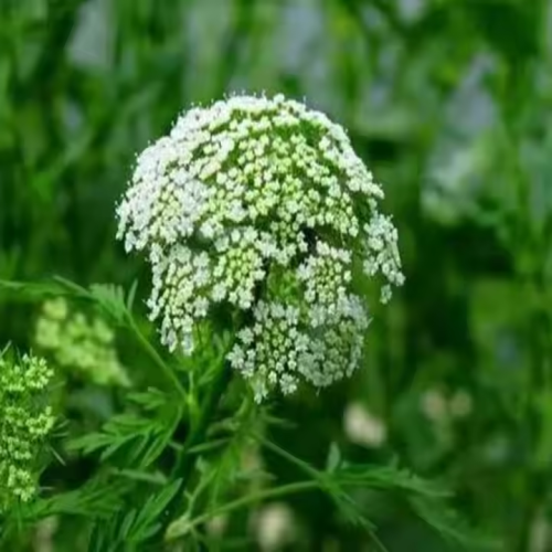 Cnidium Officinale Root Extract Osthole