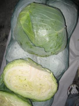 chinese round cabbage
