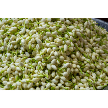 Calming Jasmine Flower Extract Powder for Sensitive Skin