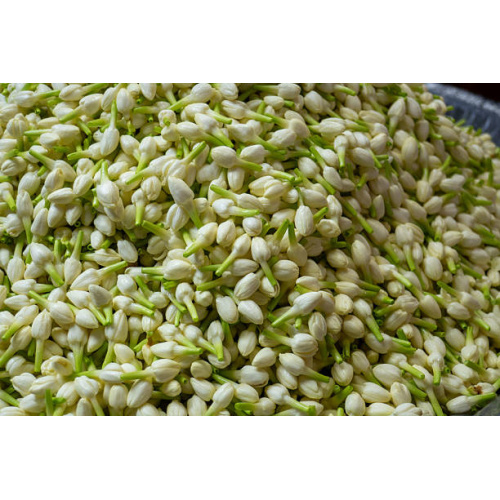 Calming Jasmine Flower Extract Powder for Sensitive Skin
