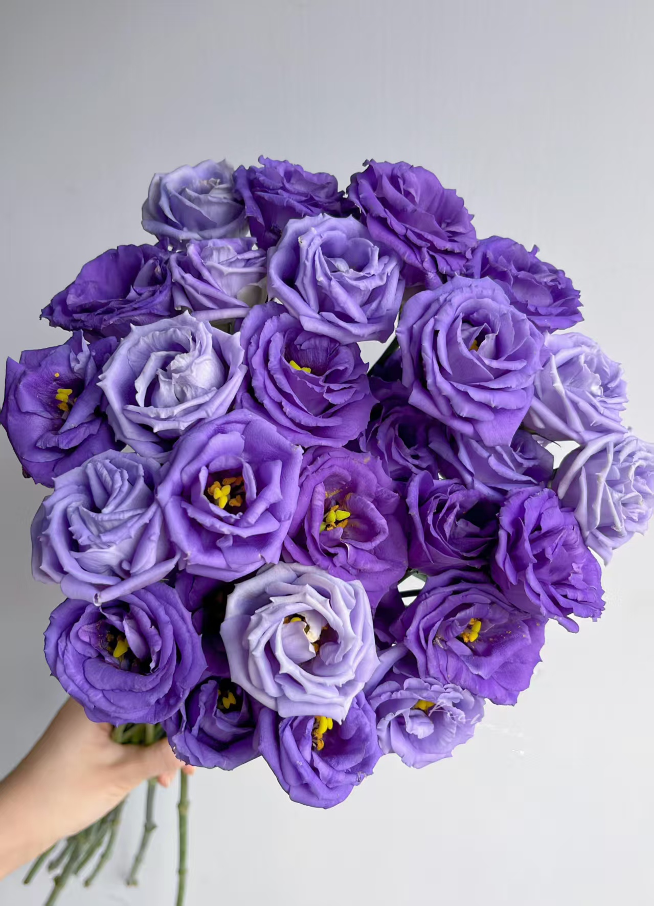 Purple Lisianthus