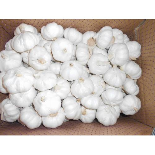 Hot Selling in Market Fresh Pure White Knoflook