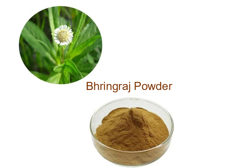  buy Eclipta Powder