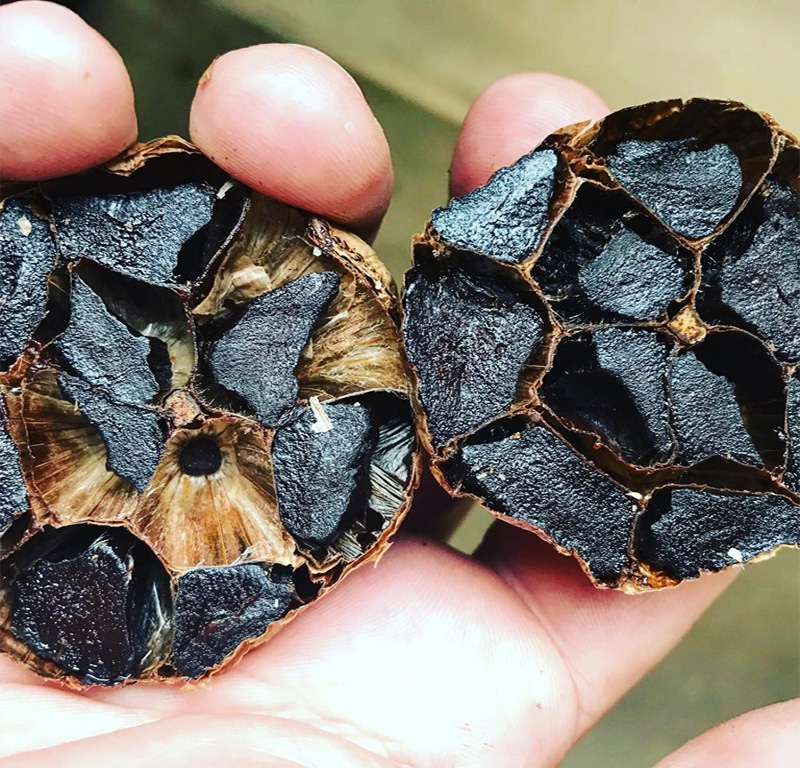 Fermented Black Garlic