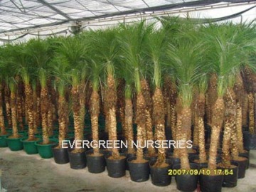 Phoenix roebelenii