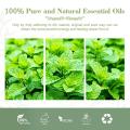100% puro de alimentos orgánicos Mentha Piperita Oil para piel del cabello