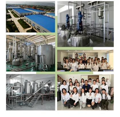 Ginseng Berry Extract,1%~80% Ginsenosides Panax Ginseng