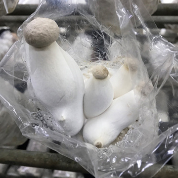 The Function Of Oyster Mushroom