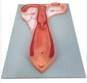 Modello anatomico dell'utero di pecora