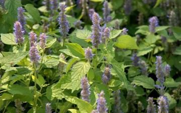 Agastache Hexiang Canggu Komijnhyssop Catnip