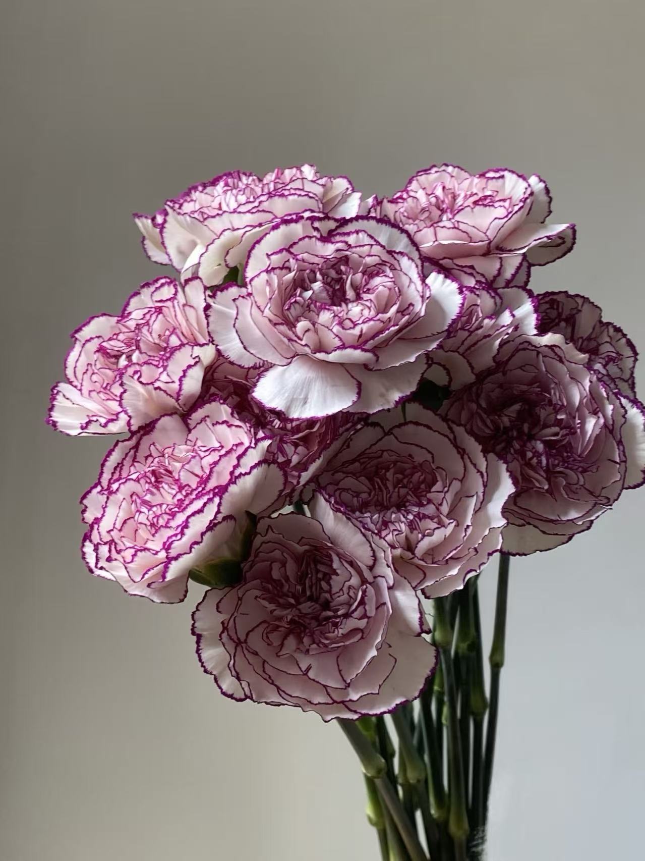 Single-headed carnation purple elf