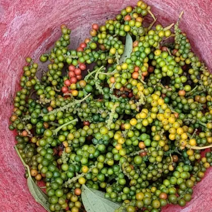 Sichuan pepper dry spices herbs flavored black pepper