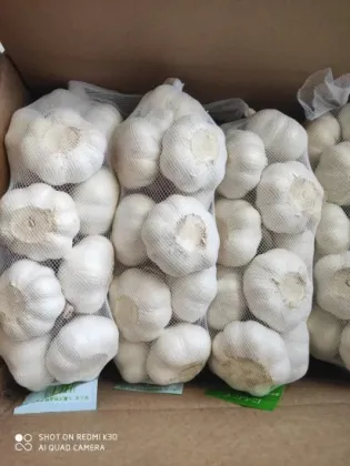 Chinese Whossale Low Price Best Garlic