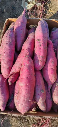Premium Fresh Yunnan-Grown Honey Sweet Potatoes