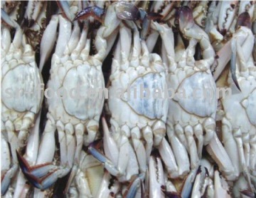 frozen swimming crab