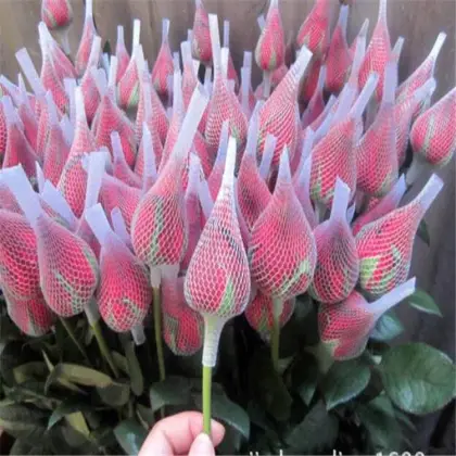 Good Quality Rose Transparent Single Rose Flower Sleeve