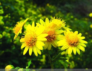 バルク価格で有機野生の菊の花油