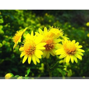 100％純粋な天然の野生の菊の花オイル