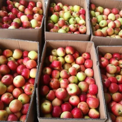 fresh royal gala west apples