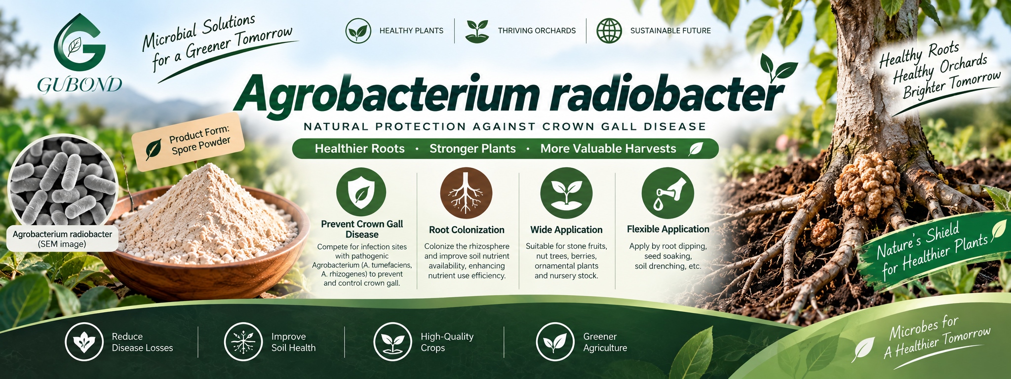 Agrobacterium radiobacter (3)