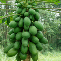 Edible pawpaw with many health benefits and nutrition