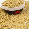 Organic SOYA Beans 450g | GMO Free |Vegan