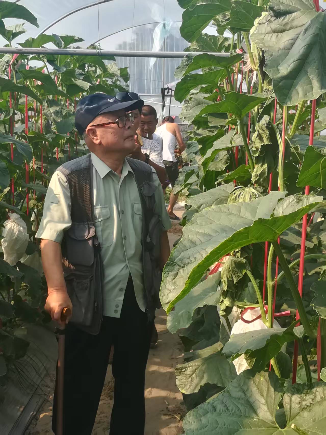 قاعدة زراعة تعريشة عمودية للبطيخ المزروع في الدفيئة (3) Greenhouse-grown melon vertical trellis cultivation base (3)