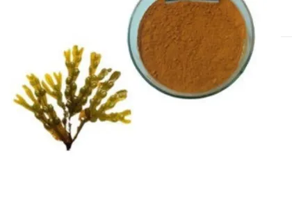 Hot selling kelp extract 10% fucoxanthin
