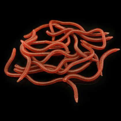 Wholesale Soft Bait Worm Set 8cm-10cm PET Material Fishing Gear