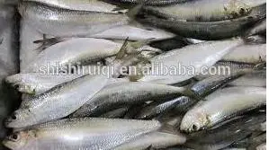 Frozen Fresh Sardines, Pilchard, High Quality NEW ARRIVAL