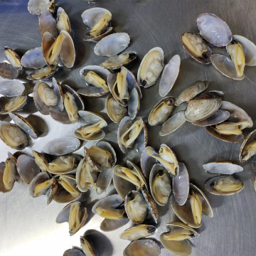 Live Frozen Short Necked Clams with Shell Seafood