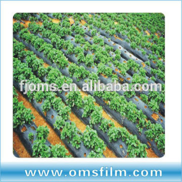 Large size mulching film for weed control