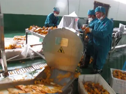 Dried Fruit Machines Three Layer