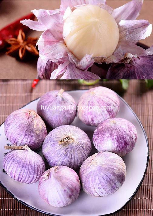 Solo Garlic 13