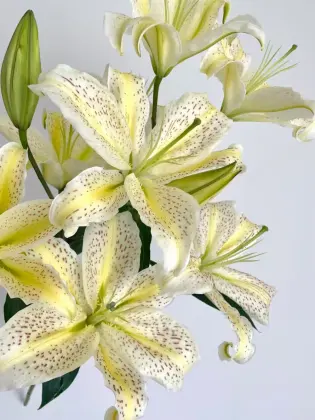 Tiger Muen Oriental Lily