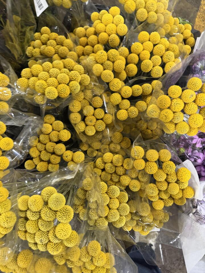 Golden Billy Buttons