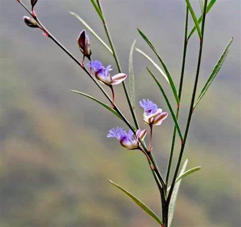 polygala root extract