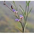 organic polygala tenuifolia extract powder